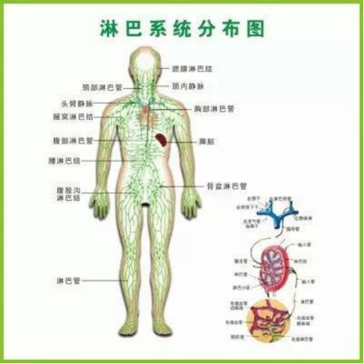 这三处的淋巴， 决定了你99%的疾病