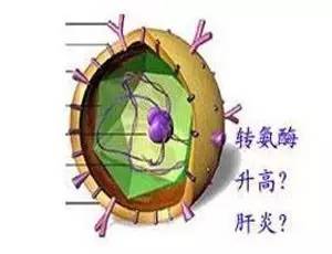 转氨酶升高就是肝病？肝脏有异常，这么做就对了